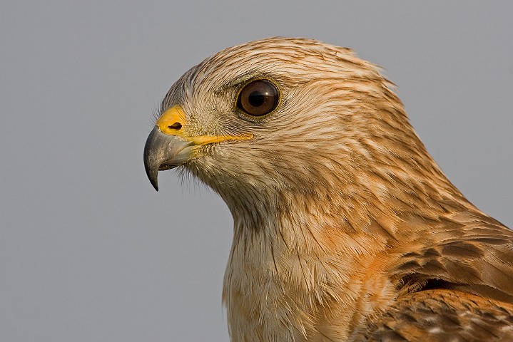 Rotschulterbussard Buteo lineatus Red-Shouldered Hawk